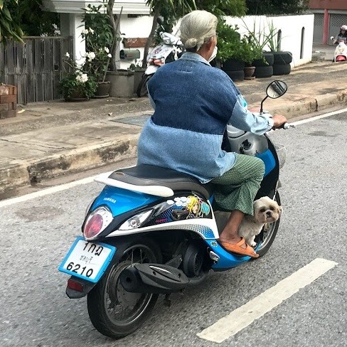 バイクで運ばれる色々なアレ Part 2 けちけちサリーの日常 だけどブリリアントな日々